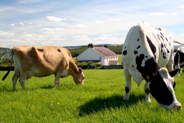 В Рязанской области в 2016 году на получение грантов претендуют 32 начинающих фермера и 5 семейных животноводческих ферм