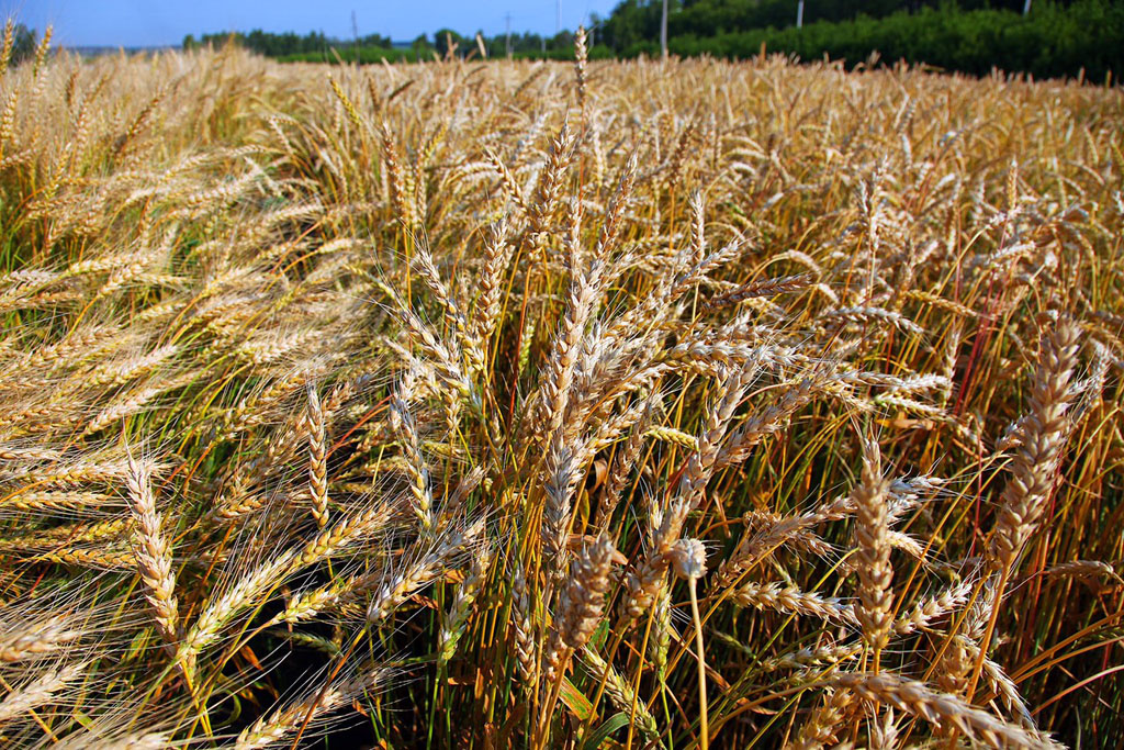 Минсельхоз прогнозирует увеличение урожая зерновых в 2019 году до 118 млн тонн