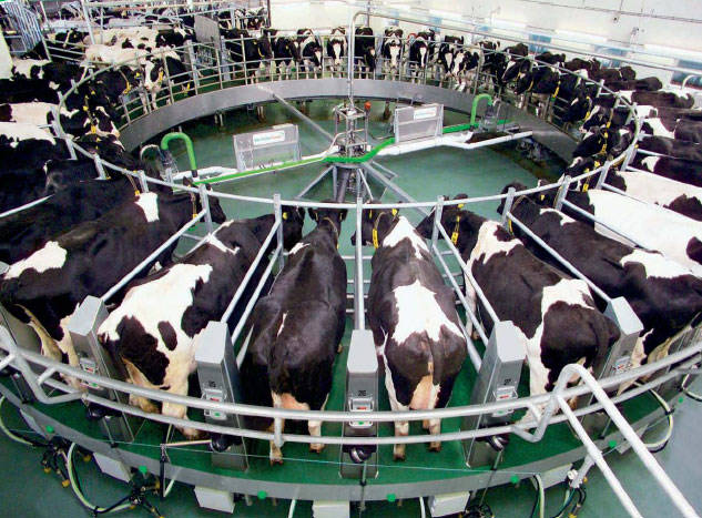 Производство молока в Рязанской области превысило объёмы прошлого года