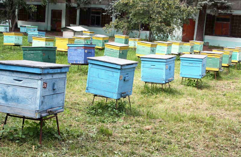 В Рязанской области состоялось торжественное мероприятие, посвященное 85-летию научно-исследовательского института пчеловодства