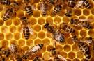 Дмитрий Филиппов: «Сотрудничество между пчеловодами и растениеводами необходимо, но до сих пор имеются случаи неконструктивного взаимодействия»