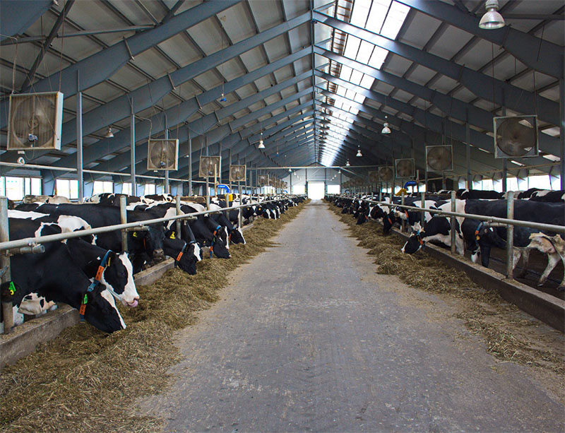 В Рязанской области производство молока выросло на 4 %