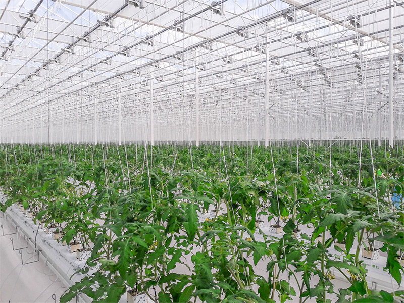 В новом тепличном комплексе «Рязанские овощи» первый урожай соберут уже в этом году