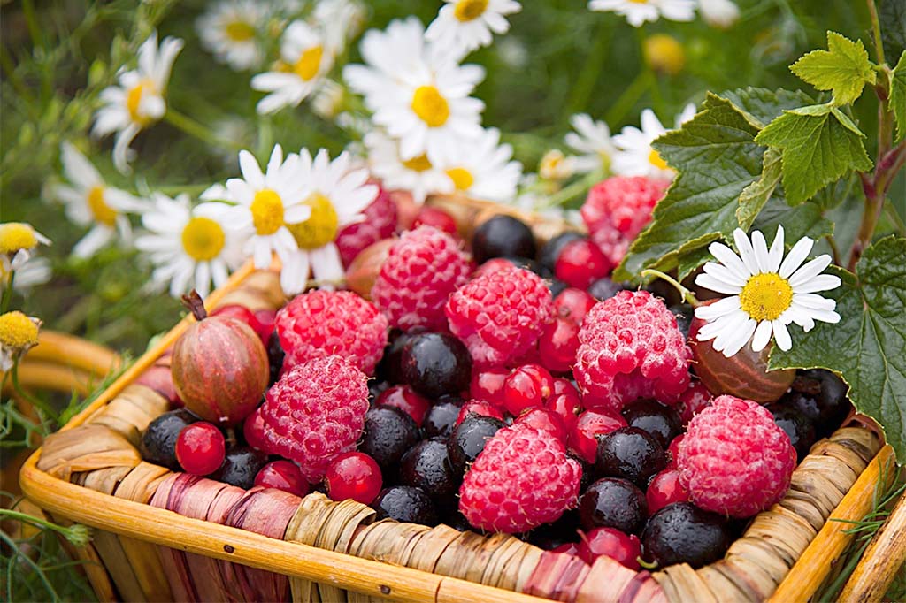 В садоводческих хозяйствах Рязанской области продолжается ягодная пора