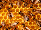 В Рязанской области обсудили механизмы взаимодействия пчеловодов и растениеводов в целях недопущения гибели пчел при обработке посевов