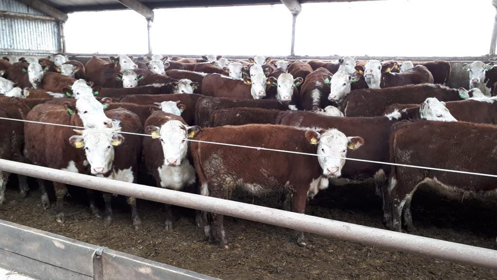 В Рыбновский район завезён племенной скот специализированной мясной породы