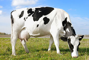 По 2673 кг молока от каждой коровы: рязанские животноводы подвели итоги 1 полугодия 2014 года
