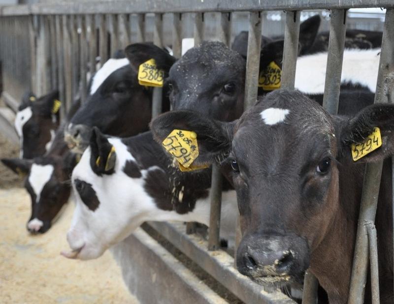 В Рязанской области продолжается рост производства молока и мяса