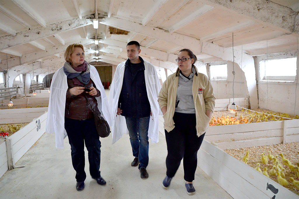 «Отечественный продукт» Рязанской области пополнился 15 тысячами гусей из Чувашии