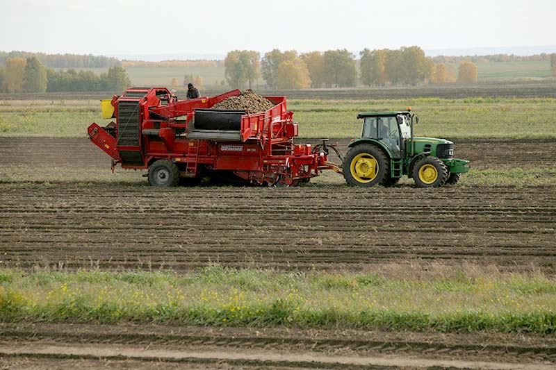 В хозяйствах Рязанского и Спасского районов урожайность картофеля превысила 400 ц/га