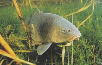 В рыбоводческих хозяйствах Рязанской области идёт нагул рыбы