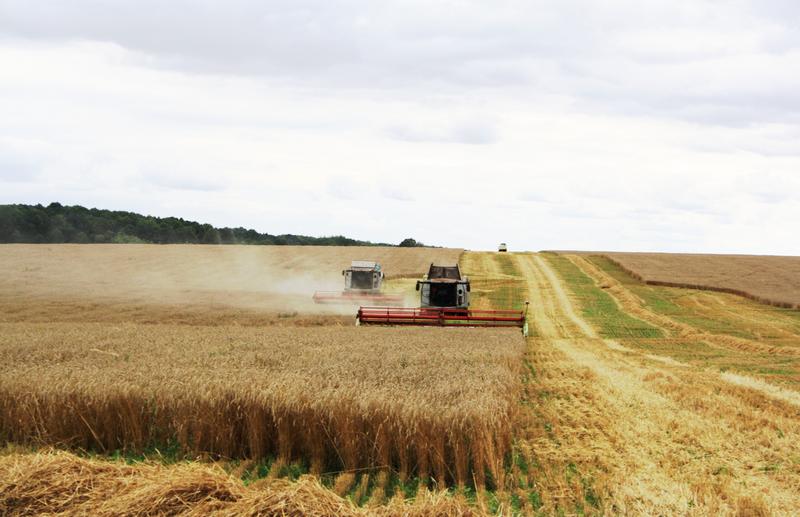 В Рязанской области убрано более 70% зерновых и зернобобовых культур