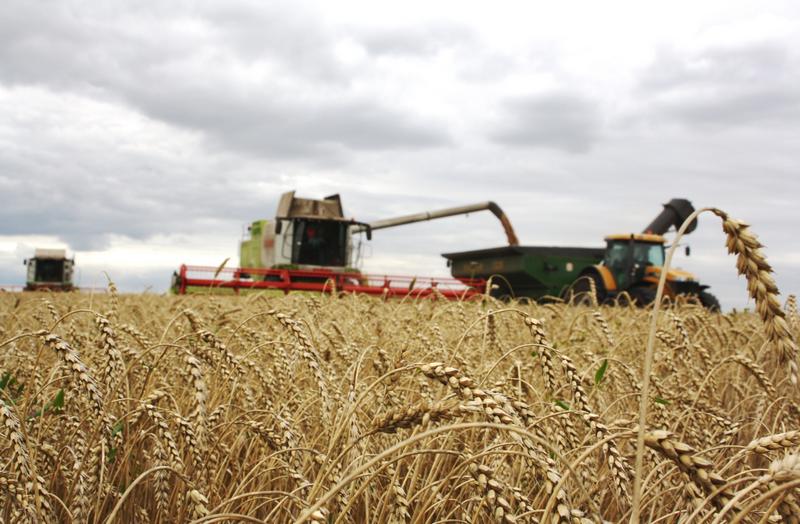 Аграрии Старожиловского района Рязанской области намолотили 100 тысяч тонн зерна