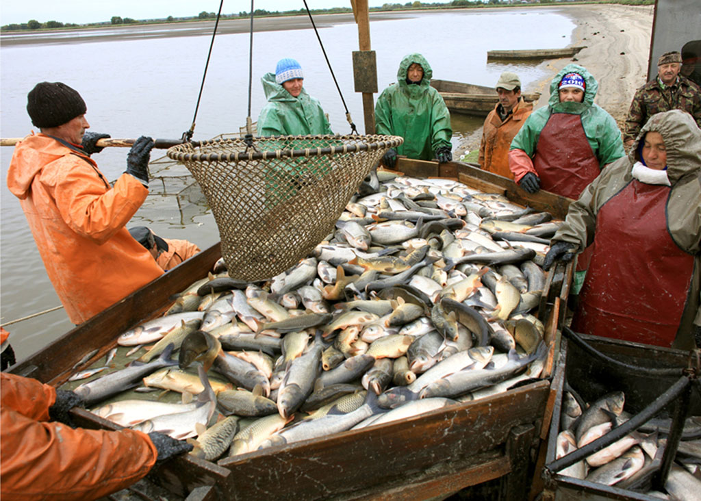 Рыбоводы Рязанской области в 2017 году произвели более 2,4 тысяч тонн рыбы