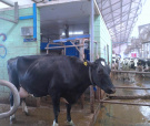 Корова-чемпионка дала более 16 тонн молока