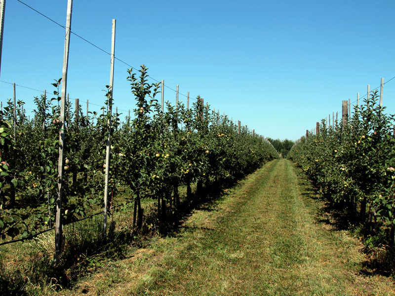 В садоводческих хозяйствах Рязанской области ежегодно увеличивается площадь закладки интенсивных садов и ягодников