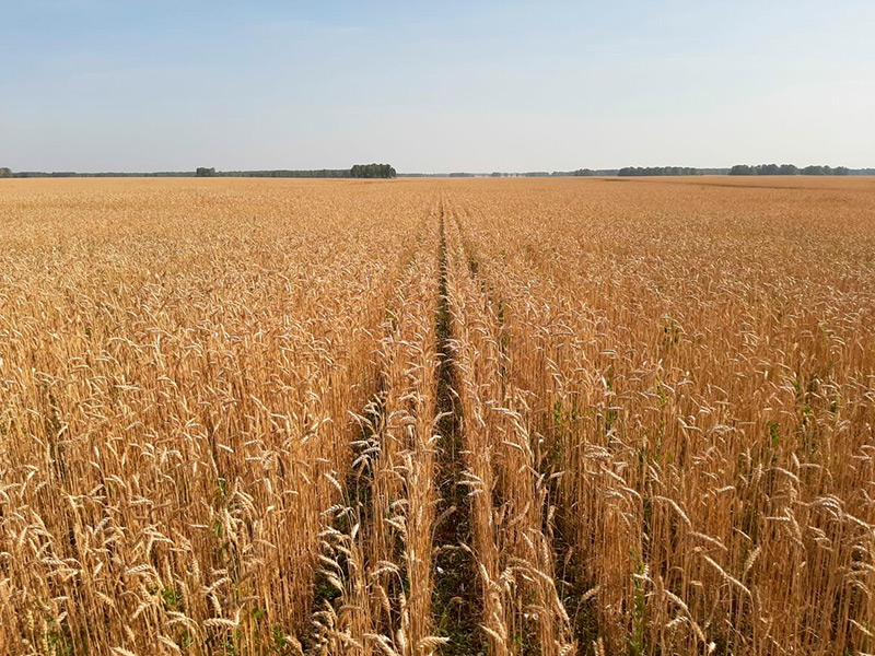 Новые сорта пшеницы и ячменя рязанской селекции успешно прошли апробацию и допущены к использованию