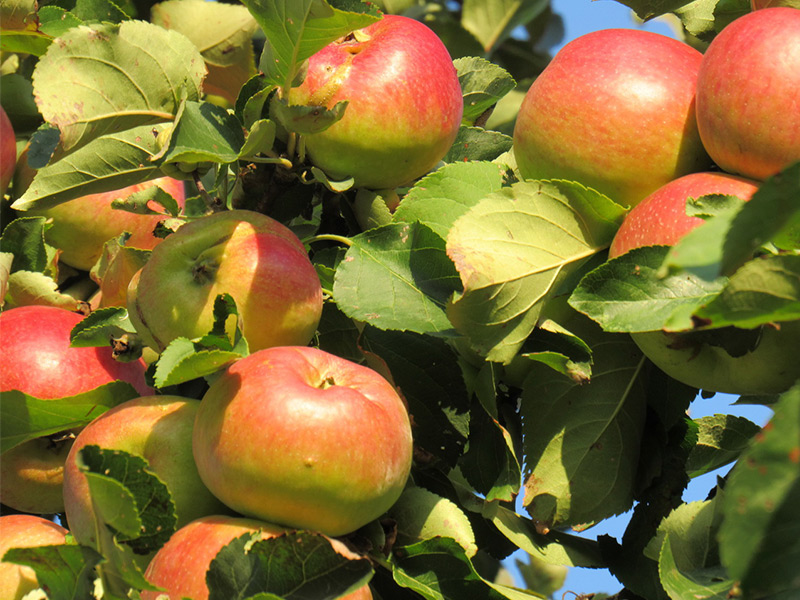 В Рязанской области продолжается сбор яблок