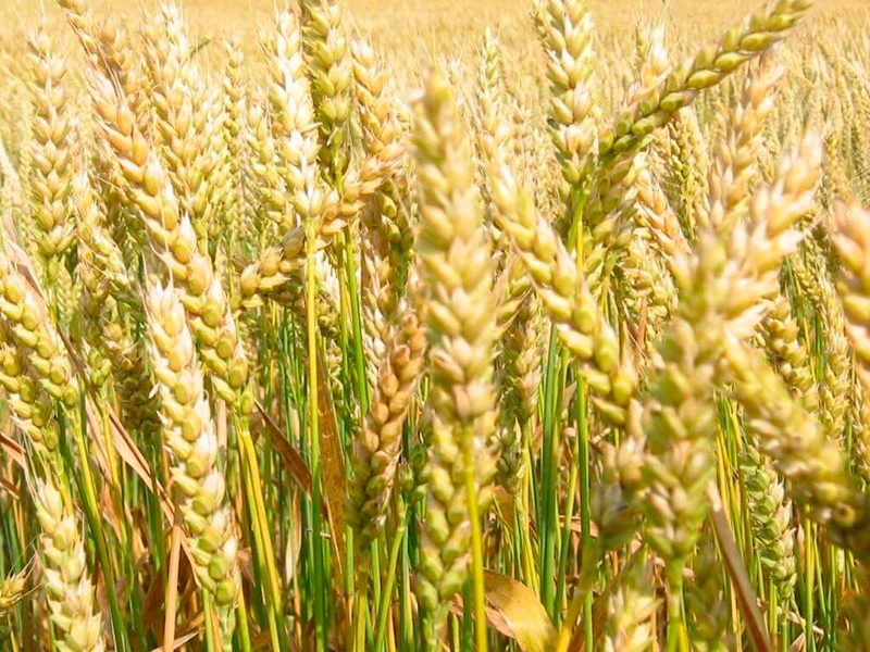 Россия хочет покорить мир органическим зерном