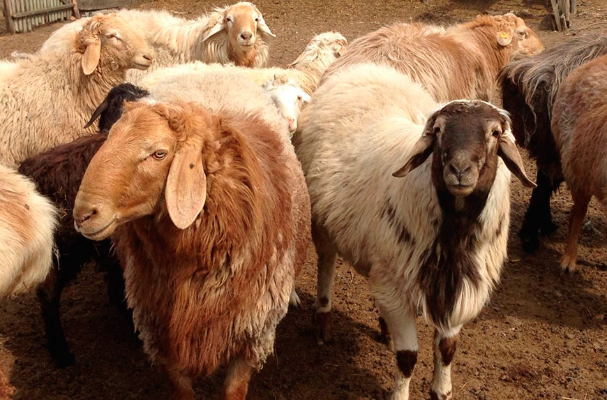 Эдильбаевские овцы в Скопинском районе