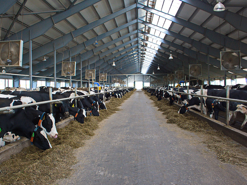 Рязанская область занимает 16 место в России по производству молока в сельхозпредприятиях