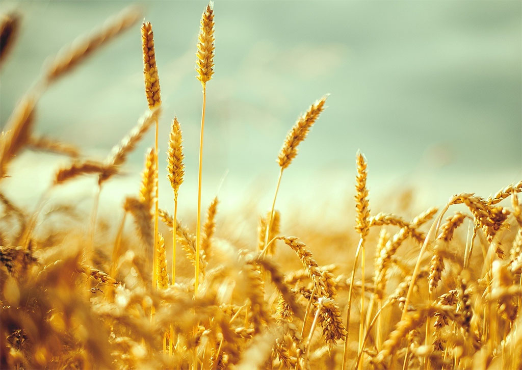 НСА: весенние погодные аномалии в Центрально-Черноземном регионе ухудшили качество зерна