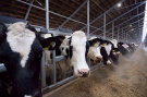 В Рязанской области производство молока выросло на 12,9%