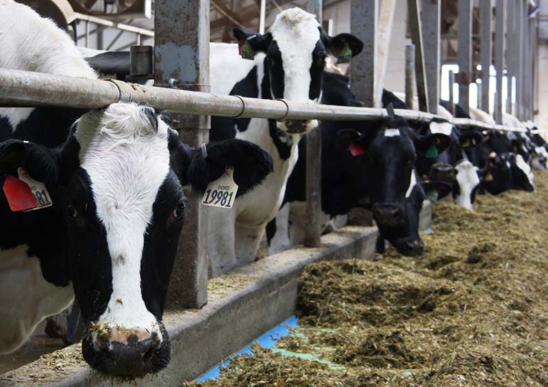 Производство молока в сельхозпредприятиях Рязанской области перевалило за 1000 тонн