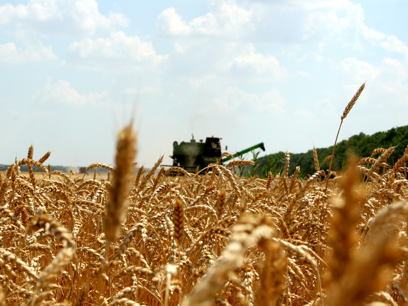 Рязанская область занимает второе место в ЦФО по темпам уборки зерновых культур и севу озимых зерновых культур