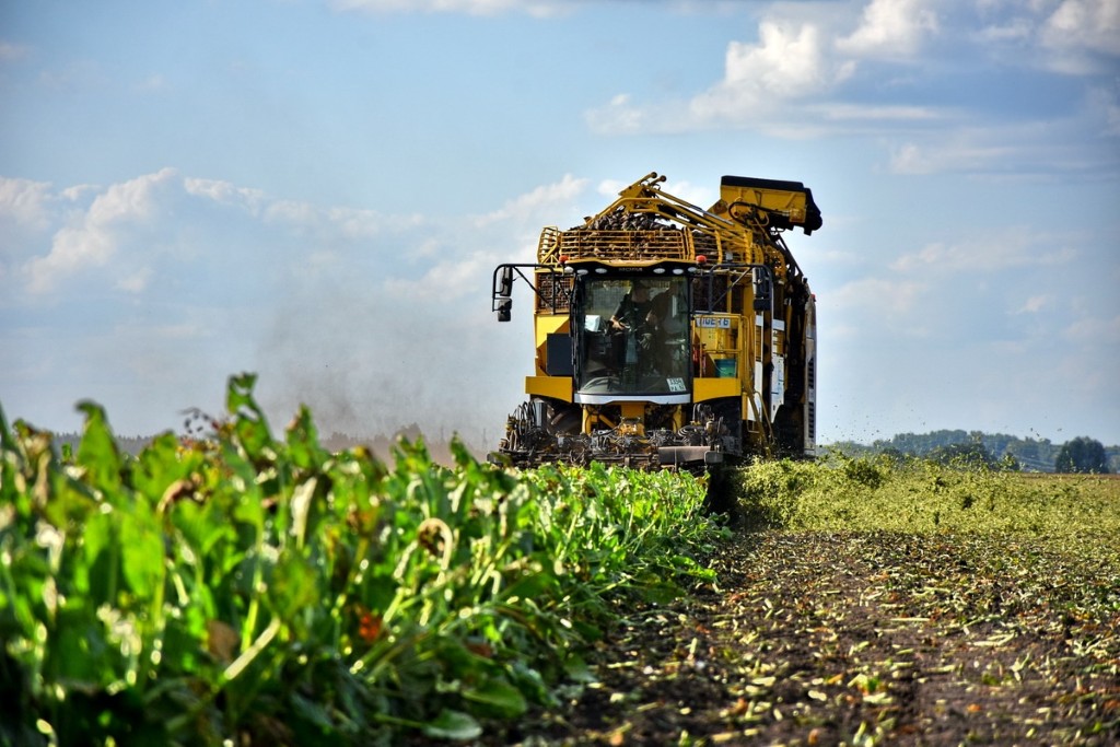 Сахарная свёкла: сезон уборки и переработки в самом разгаре