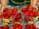 Ярмарки местных производителей продуктов питания – каждую субботу