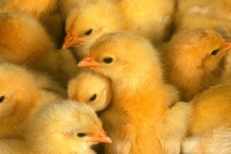 Поголовье «Окской птицефабрики» пополнилось племенными цыплятами из Германии