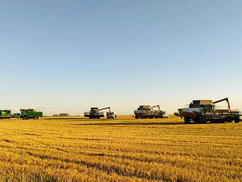 Рязанская область: обмолочено около 80% площади зерновых и зернобобовых культур