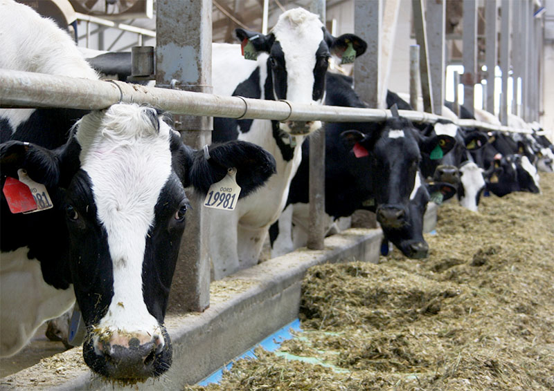 В молочном животноводстве Рязанской области продолжается рост производства и продуктивности дойных коров