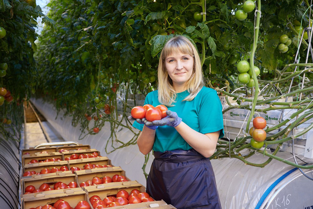 В Рязанской области своих тепличных огурцов и томатов стало больше в 15 раз