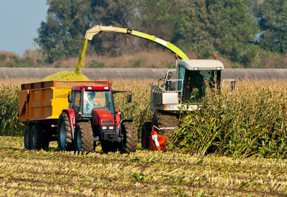 Рязанская область: продолжается уборка кукурузы на зерно