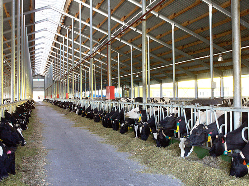 В I полугодии 2018 года производство молока в сельхозпредприятиях Рязанской области увеличено на 7,4%