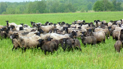 Внедрение современных технологий в овцеводстве