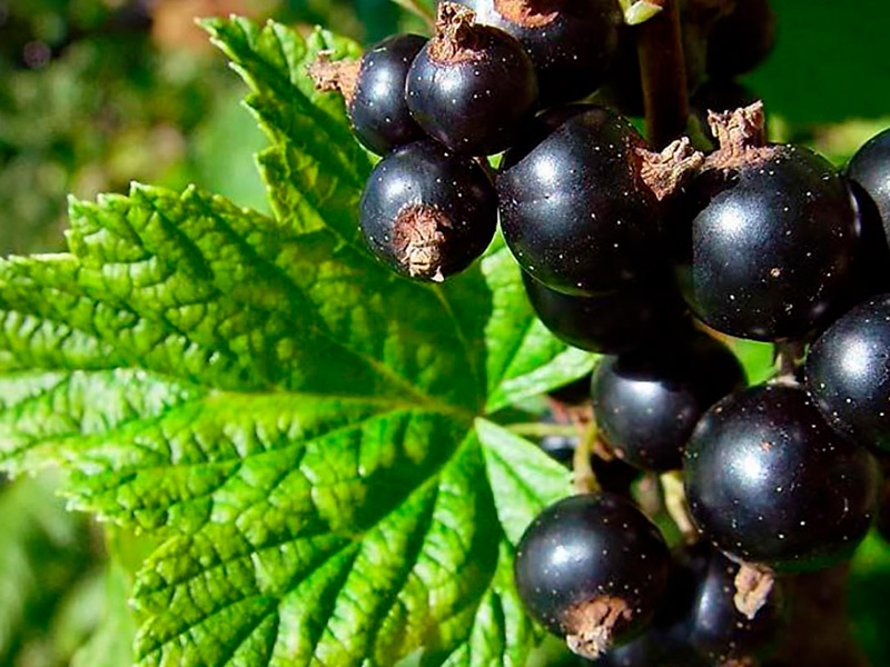 В садоводческих хозяйствах Рязанской области продолжается сбор чёрной смородины и малины