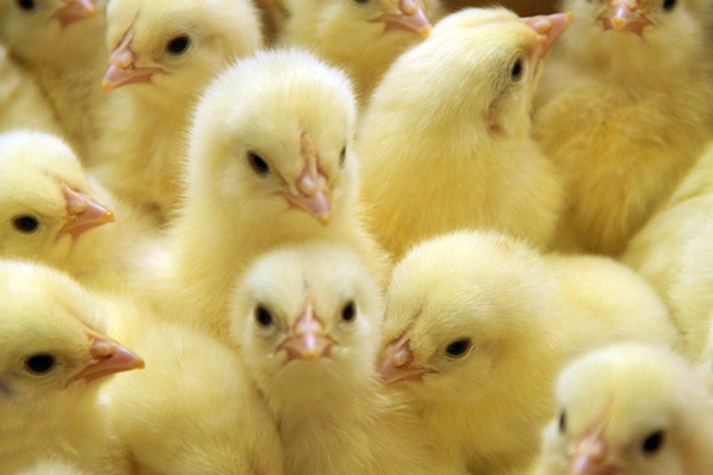 С начала 2015 года племенной репродуктор «Александровский» реализовал свыше 2 млн. суточных цыплят