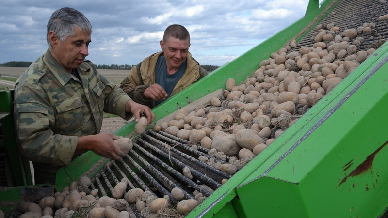 Клепиковский картофель едят и в Магадане Клепиковский картофель едят и в Магадане