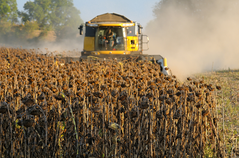 О ходе уборки урожая в Рязанской области