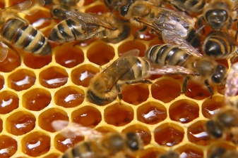 Советы пчеловодам