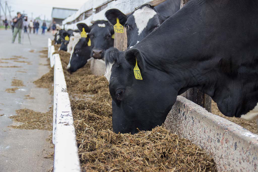 Рязанская область: а сколько корова дает молока?