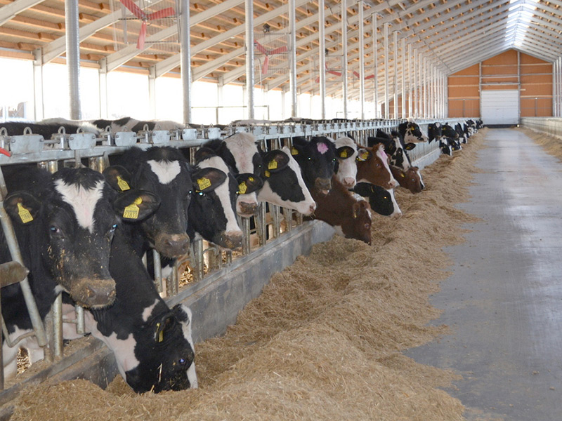 Пителинский район на треть увеличил производство молока и продолжает быть лидером по области