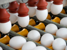 В Рязанской области продолжает расти производство куриных яиц