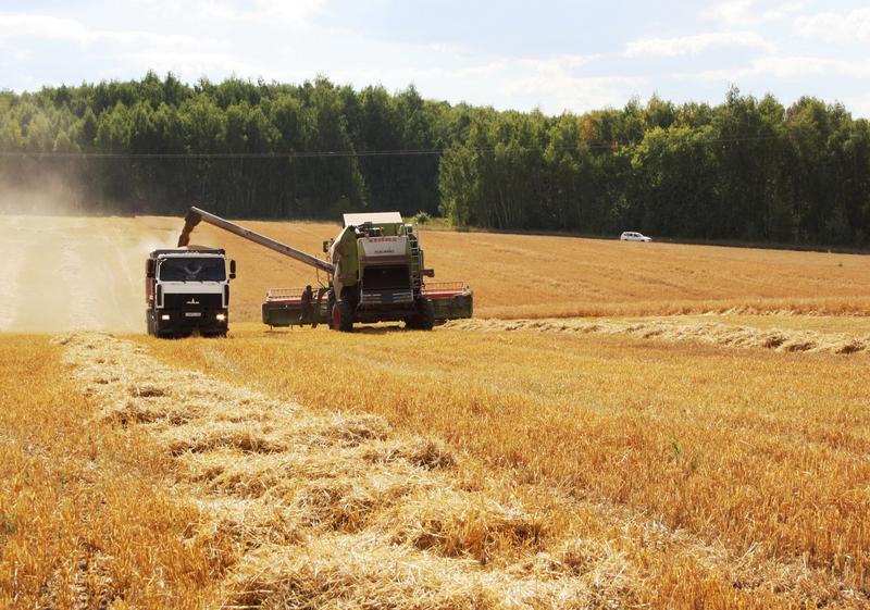 Аграрии Сараевского района Рязанской области намолотили более 100 тысяч тонн зерна