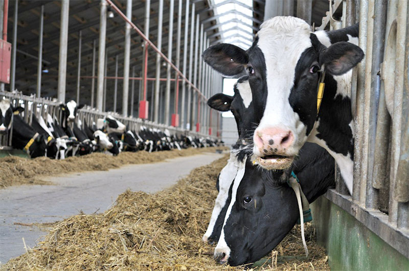 В Рязанской области увеличилось суточное производство молока