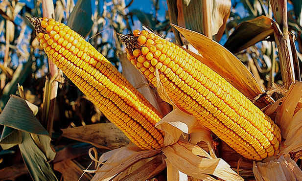 В Рязанской области продолжается уборка кукурузы на зерно, подсолнечника и сахарной свеклы