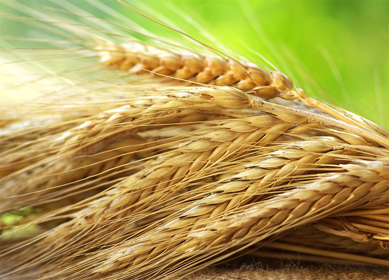 Рязанские хозяйства реализовали в интервенционный фонд России 20 тысяч тонн зерна